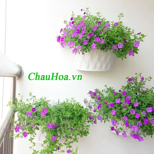 CHẬU HOA TREO TƯỜNG GÂN XÉO GARDEN IN HOME - T1