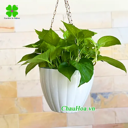 CHẬU HOA TREO THÔNG MINH TRÒN KHÍA (có nhiều Màu) - S25