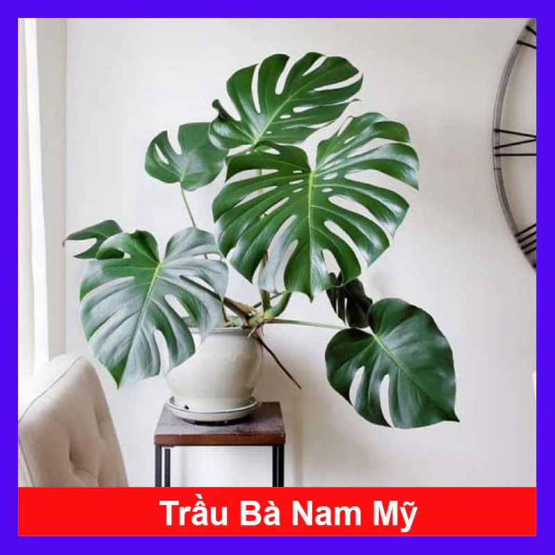 Đặt chậu hoa cây cảnh này trong nhà, TIỀN VÀO NHƯ NƯỚC, giàu lên không ngờ. Đặt chậu hoa cây cảnh này trong nhà, TIỀN VÀO NHƯ NƯỚC, giàu lên không ngờ.