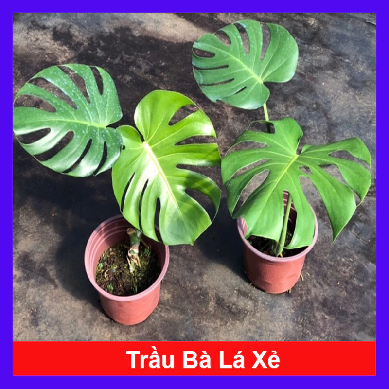 ĐẠI GIA săn lùng chậu hoa cây cảnh Trầu Bà Nam Mỹ: BÍ MẬT kích hoạt tài lộc. ĐẠI GIA săn lùng chậu hoa cây cảnh Trầu Bà Nam Mỹ: BÍ MẬT kích hoạt tài lộc.