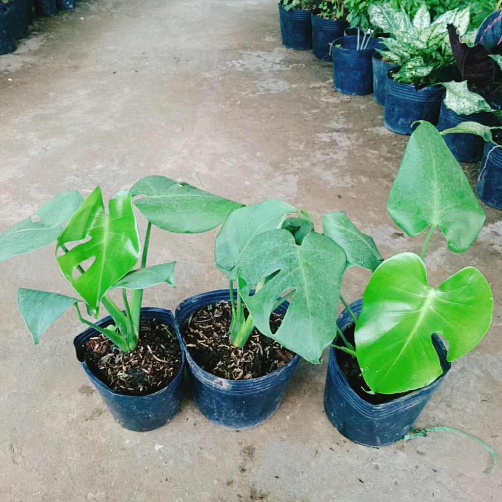 Vì sao chậu hoa cây cảnh Trầu Bà Nam Mỹ lại khiến gia chủ THỊNH VƯỢNG đến vậy? Vì sao chậu hoa cây cảnh Trầu Bà Nam Mỹ lại khiến gia chủ THỊNH VƯỢNG đến vậy?