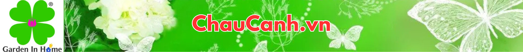 Chậu trồng cây cảnh đẹp