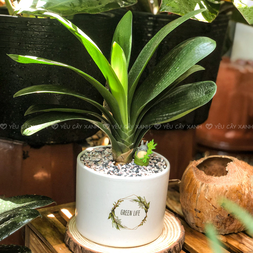 Chậu cảnh Lan quân tử thích hợp với môi trường ánh sáng nhẹ, nó nên được đặt ở nơi có ánh sáng gián tiếp hoặc bóng râm, tránh ánh sáng trực tiếp mạnh mẽ. Chậu cảnh Lan quân tử thích hợp với môi trường ánh sáng nhẹ, nó nên được đặt ở nơi có ánh sáng gián tiếp hoặc bóng râm, tránh ánh sáng trực tiếp mạnh mẽ.