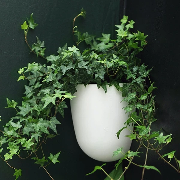 những loại chậu cây cảnh đẹp nhưng có dây leo những loại chậu cây cảnh đẹp nhưng có dây leo