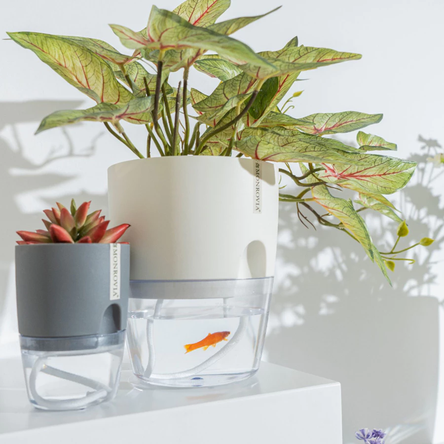 Không gian xanh hơn khi bạn biết mua chậu cảnh ở đâu uy tín. Hãy nhấp vào hình nhé! Không gian xanh hơn khi bạn biết mua chậu cảnh ở đâu uy tín. Hãy nhấp vào hình nhé!