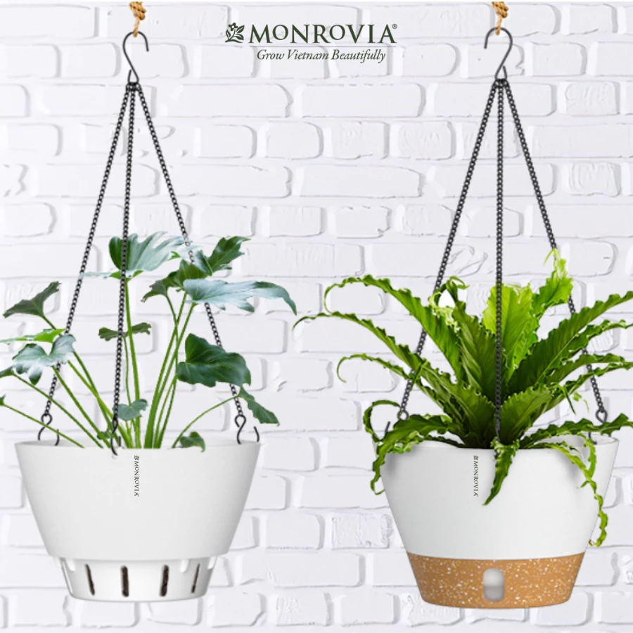 Một vài chậu cây cảnh nhỏ làm sạch không khí. Đây là mẫu chậu thông minh tự tưới Một vài chậu cây cảnh nhỏ làm sạch không khí. Đây là mẫu chậu thông minh tự tưới