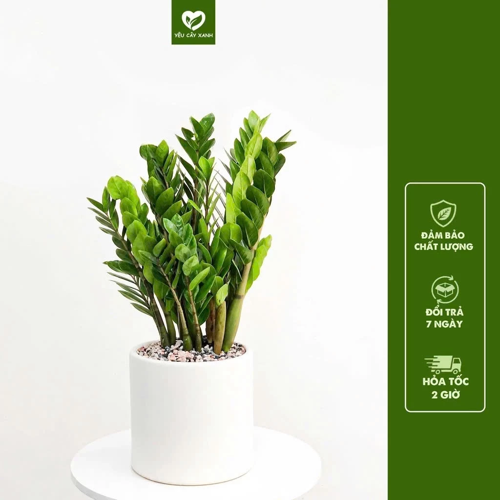 Chậu trồng cây bằng sứ sang trọng nhưng hơi nặng, di chuyển khó hơn chậu nhựa Chậu trồng cây bằng sứ sang trọng nhưng hơi nặng, di chuyển khó hơn chậu nhựa