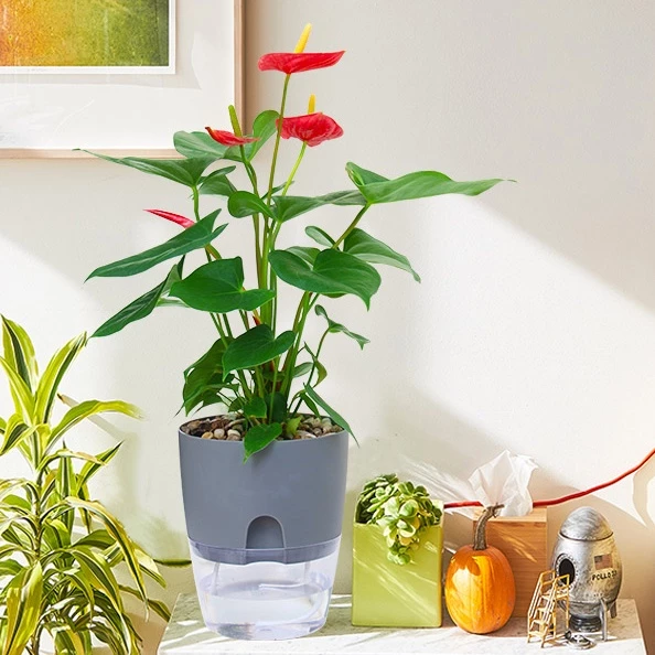 Ánh sáng đủ cho cây quang hợp giúp chậu cảnh đẹp hơn Ánh sáng đủ cho cây quang hợp giúp chậu cảnh đẹp hơn