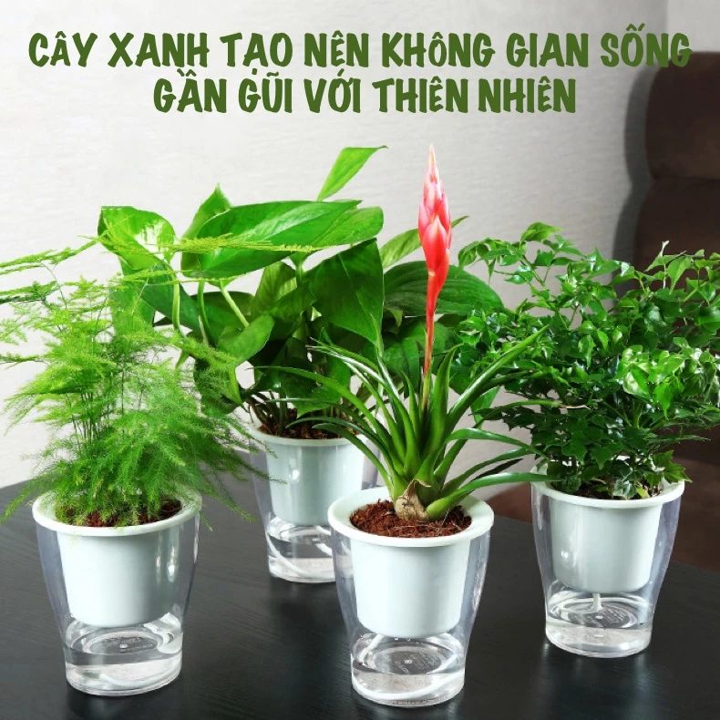mua chậu nhựa trồng cây cảnh phong thủy giúp thu hút tài lộc mua chậu nhựa trồng cây cảnh phong thủy giúp thu hút tài lộc