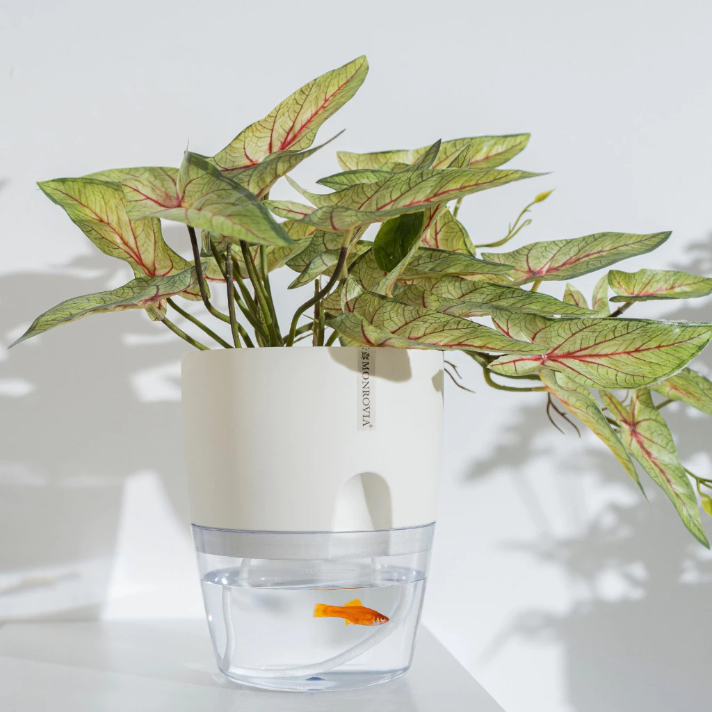 Đây là mẫu chậu cây cảnh đẹp tự tưới, bạn có thể nuôi cá ở dưới Đây là mẫu chậu cây cảnh đẹp tự tưới, bạn có thể nuôi cá ở dưới