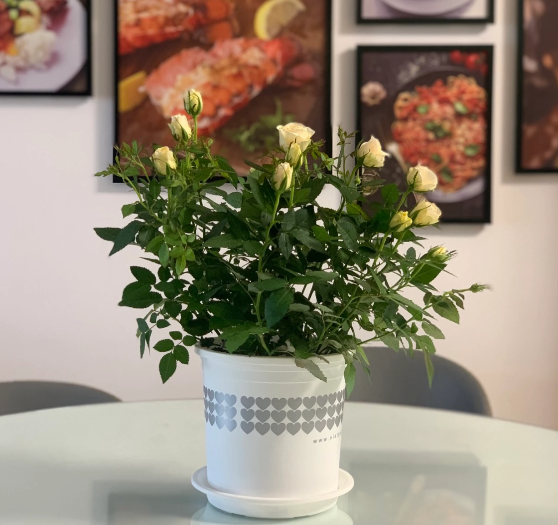 Chậu trồng cây nhỏ đẹp Chậu trồng cây nhỏ đẹp