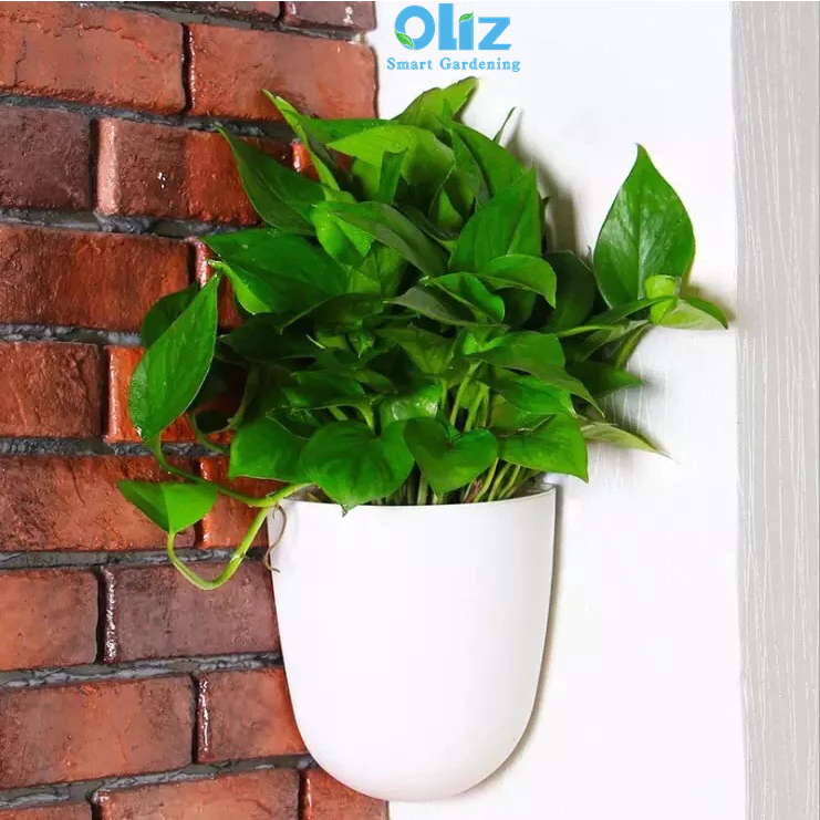 Chậu nhựa treo tường Oliz K07 được thiết kế đặc biệt để ôm sát các bức tường vuông góc 90 độ Chậu nhựa treo tường Oliz K07 được thiết kế đặc biệt để ôm sát các bức tường vuông góc 90 độ