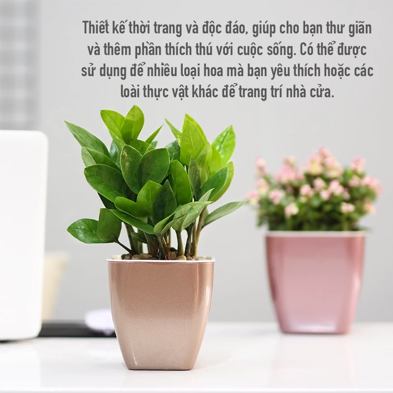 Chậu nhựa để bàn tự tưới được yêu thích, bạn hãy nhấp vào hình để biết nơi bán chậu Chậu nhựa để bàn tự tưới được yêu thích, bạn hãy nhấp vào hình để biết nơi bán chậu