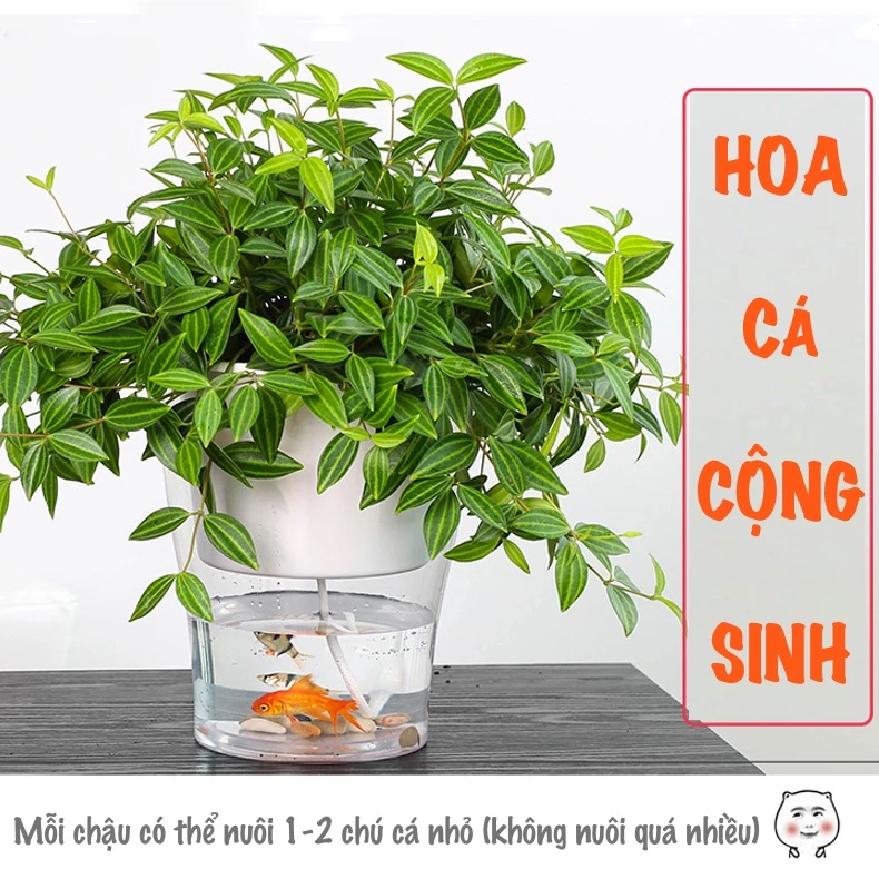 Chậu cây để bàn thông minh là món quà độc đáo Chậu cây để bàn thông minh là món quà độc đáo