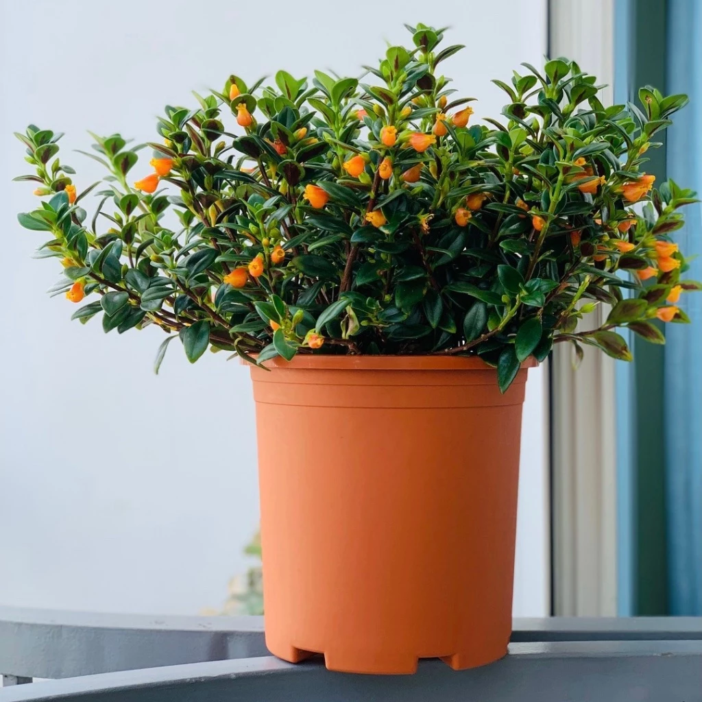 Chậu cây cảnh đẹp mang đến hương sắc ngọt ngào những ngày xuân đến Chậu cây cảnh đẹp mang đến hương sắc ngọt ngào những ngày xuân đến