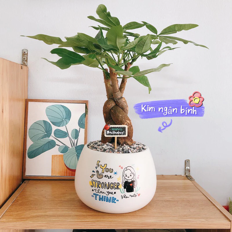 Món quà ý nghĩa trong ngày sinh nhật là những chậu cảnh đẹp trồng cây kim ngân thu hút sự thịnh vượng Món quà ý nghĩa trong ngày sinh nhật là những chậu cảnh đẹp trồng cây kim ngân thu hút sự thịnh vượng