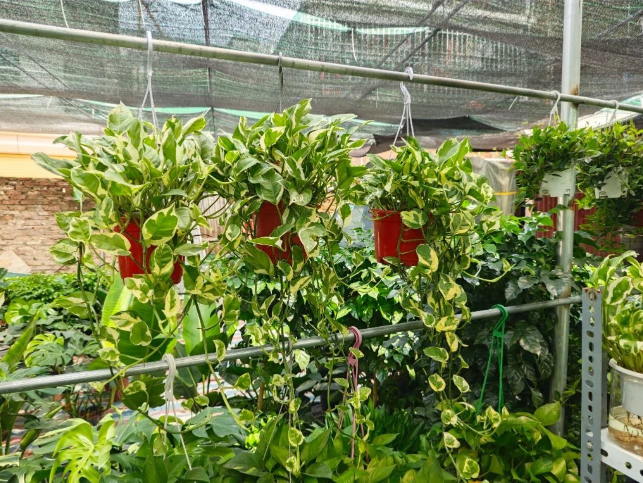 Lá xanh sang trọng, dễ chăm: chậu treo ban công vạn niên thanh. Lá xanh sang trọng, dễ chăm: chậu treo ban công vạn niên thanh.