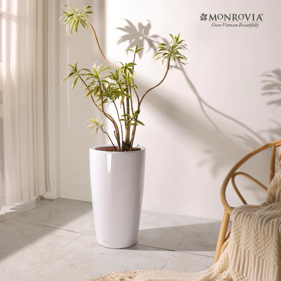 Chậu cây cảnh trong nhà giúp không gian sống thêm xanh tươi Chậu cây cảnh trong nhà giúp không gian sống thêm xanh tươi