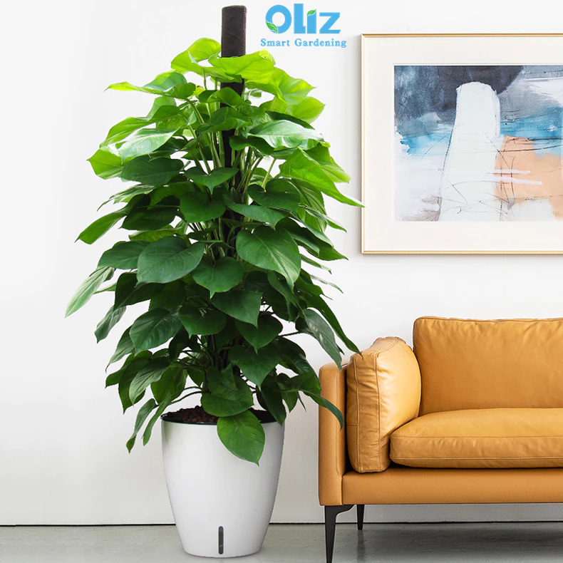 Chậu cảnh đặt phòng khách, trồng cây lá to cho cảm giác mát mẻ Chậu cảnh đặt phòng khách, trồng cây lá to cho cảm giác mát mẻ