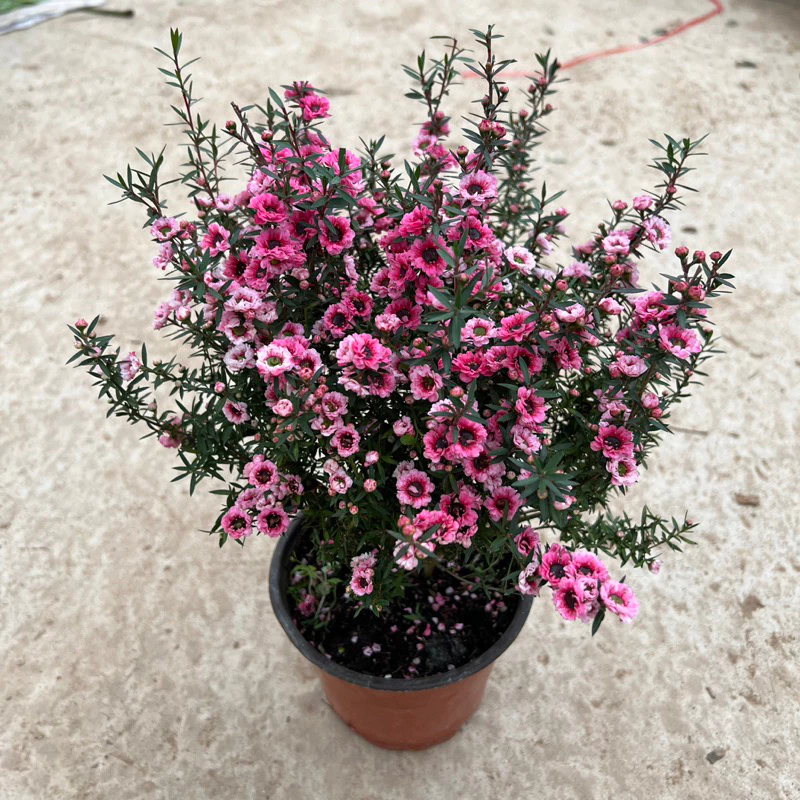 Cây tùng tuyết mai ưa thích ánh sáng gián tiếp và có thể sống tốt trong điều kiện ánh sáng nhẹ hoặc vừa phải. Cây tùng tuyết mai ưa thích ánh sáng gián tiếp và có thể sống tốt trong điều kiện ánh sáng nhẹ hoặc vừa phải.