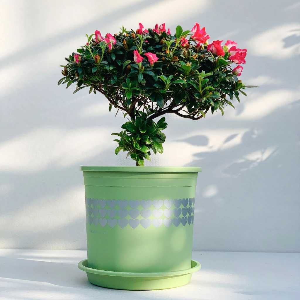 Bạn có tin một chiếc chậu nhựa trồng cây cảnh nhỏ nhắn có thể tạo nên sự khác biệt lớn? Khám phá ngay! Bạn có tin một chiếc chậu nhựa trồng cây cảnh nhỏ nhắn có thể tạo nên sự khác biệt lớn? Khám phá ngay!