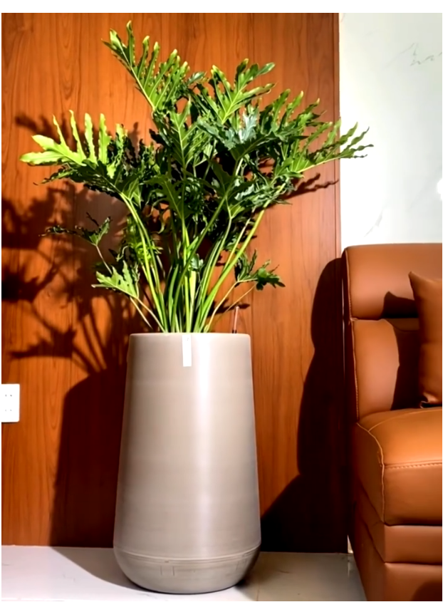 Đây là mẫu chậu thông minh, tự tưới phù hợp trồng cây khế ngọt Đây là mẫu chậu thông minh, tự tưới phù hợp trồng cây khế ngọt