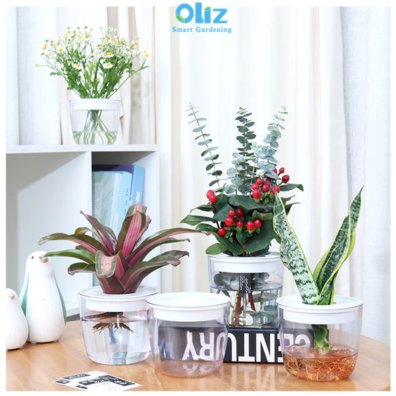 chậu cây thủy sinh để bàn là sự kết hợp tinh tế giữa vẻ đẹp tự nhiên của cây xanh và phong thủy chậu cây thủy sinh để bàn là sự kết hợp tinh tế giữa vẻ đẹp tự nhiên của cây xanh và phong thủy