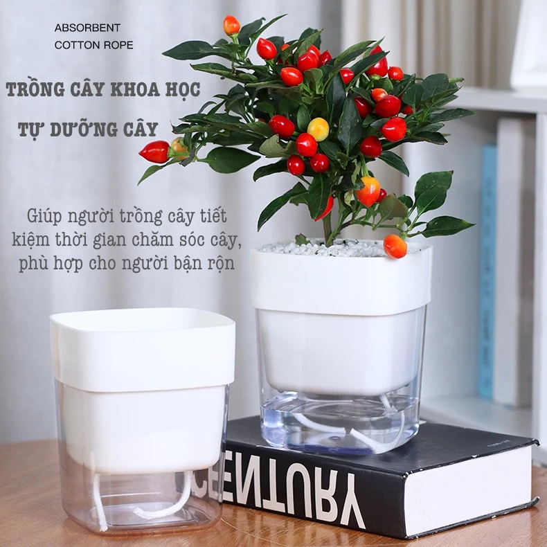 chậu hoa để bàn dễ dàng làm bừng sáng mọi góc nhìn. chậu hoa để bàn dễ dàng làm bừng sáng mọi góc nhìn.