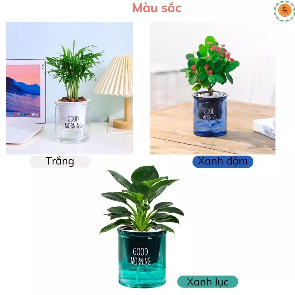 Thêm chút 'zen' cho không gian sống với những chiếc chậu trồng cây thủy sinh tinh tế này. Click để ngắm nhìn cận cảnh vẻ đẹp hài hòa của cây và nước nhé! Thêm chút 'zen' cho không gian sống với những chiếc chậu trồng cây thủy sinh tinh tế này. Click để ngắm nhìn cận cảnh vẻ đẹp hài hòa của cây và nước nhé!