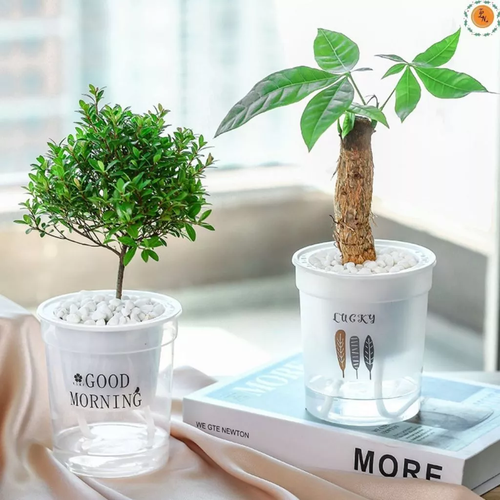 Bạn có tin cây và cá có thể cùng nhau tạo nên một vẻ đẹp kỳ diệu không? Khám phá ngay chậu trồng cây thủy sinh kết hợp! Bạn có tin cây và cá có thể cùng nhau tạo nên một vẻ đẹp kỳ diệu không? Khám phá ngay chậu trồng cây thủy sinh kết hợp!