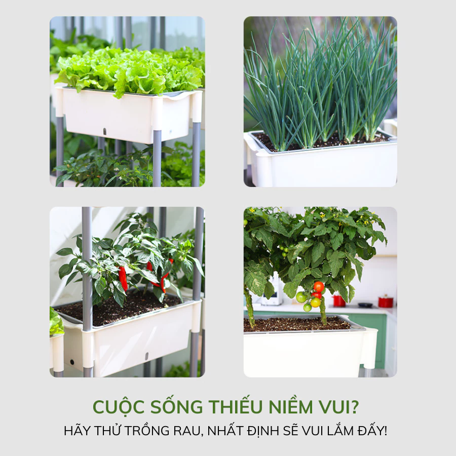 Biến không gian sống của bạn thành vườn rau tươi mát với kệ trồng rau thông minh tại nhà – giải pháp tuyệt vời cho mọi gia đình. Biến không gian sống của bạn thành vườn rau tươi mát với kệ trồng rau thông minh tại nhà – giải pháp tuyệt vời cho mọi gia đình.