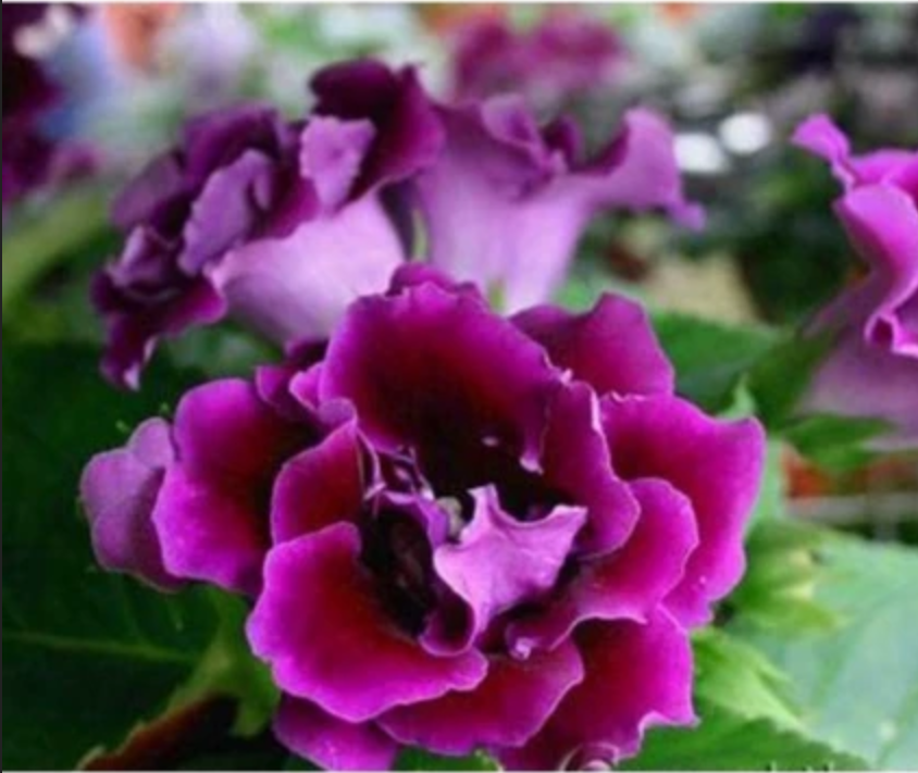 Góc ban công trở nên thật thơ mộng với những chậu hoa tử la lan. Góc ban công trở nên thật thơ mộng với những chậu hoa tử la lan.