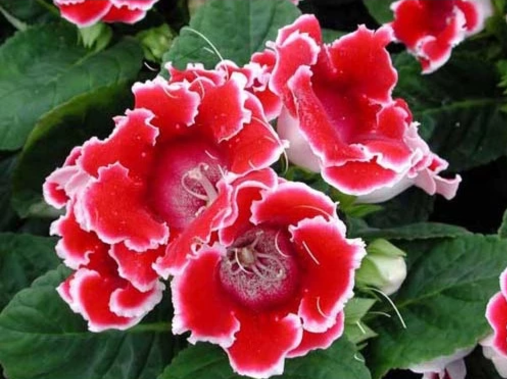 Tự tay chăm sóc và ngắm nhìn những bông hoa tử la lan hé nở mỗi ngày. Tự tay chăm sóc và ngắm nhìn những bông hoa tử la lan hé nở mỗi ngày.