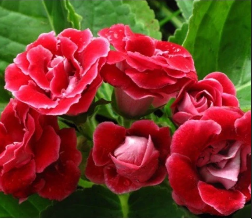 Say đắm trước những sắc màu rực rỡ của hoa tử la lan. Say đắm trước những sắc màu rực rỡ của hoa tử la lan.