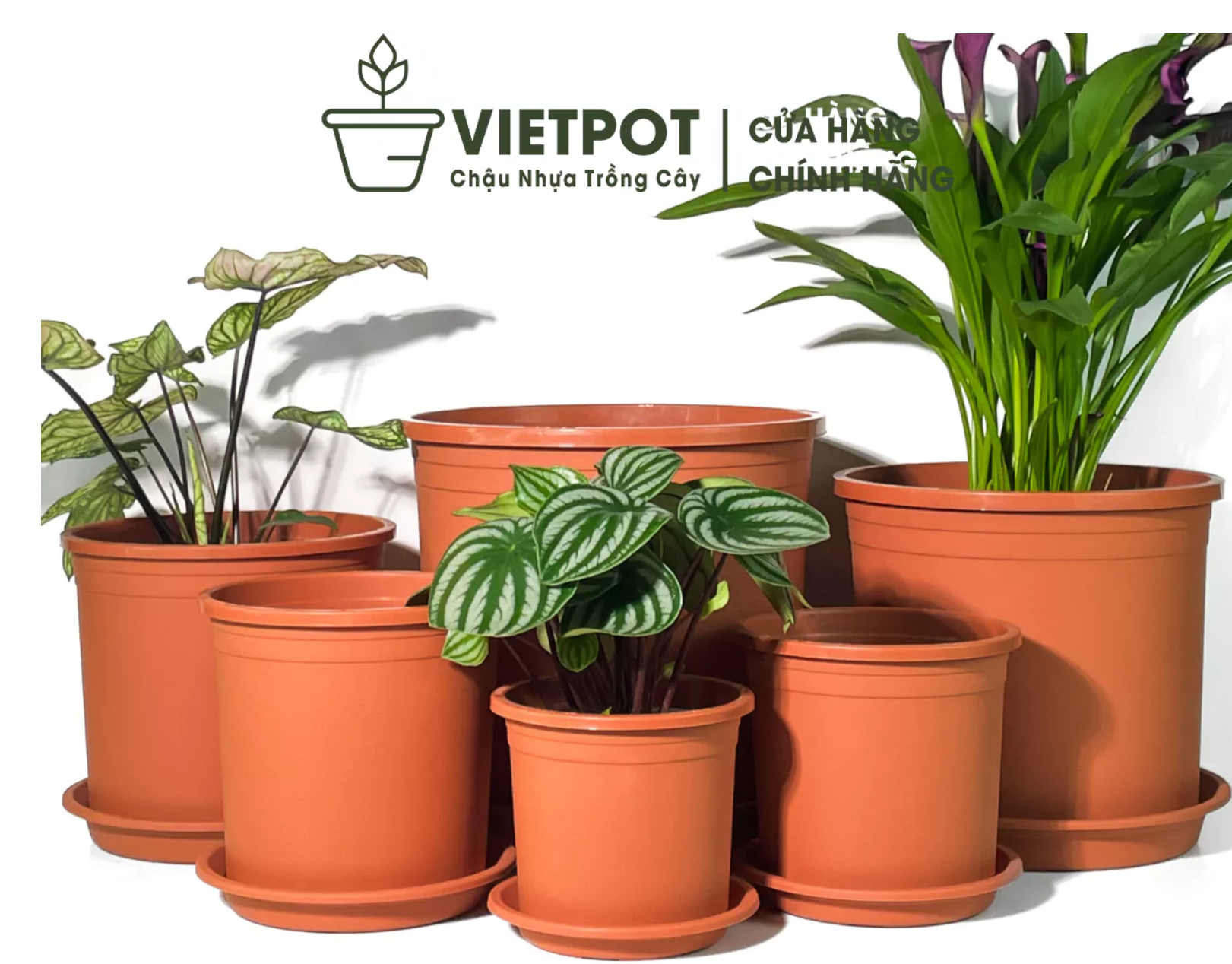 Chậu trồng cây cho lối vào nhà thêm ấn tượng Chậu trồng cây cho lối vào nhà thêm ấn tượng