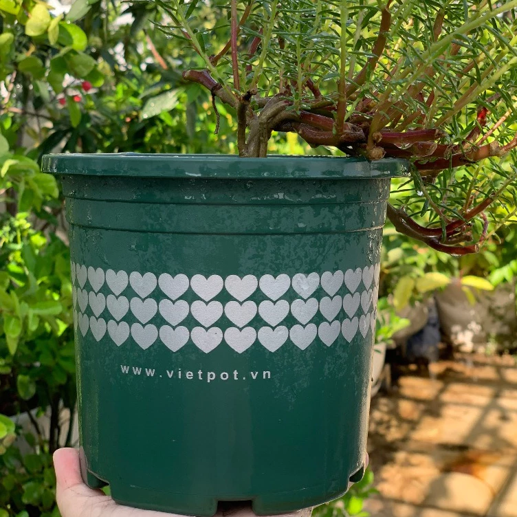 Chậu trồng cây mang đến vẻ đẹp xanh tươi Chậu trồng cây mang đến vẻ đẹp xanh tươi