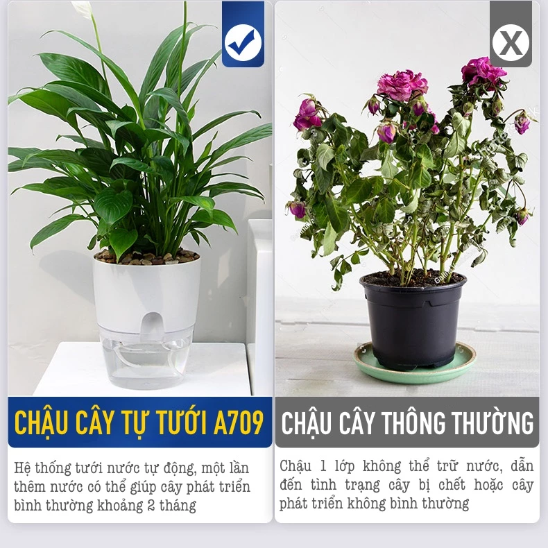 Chậu trồng cây kiểng để bàn – mang đến không gian sống tươi mới và đầy sức sống Chậu trồng cây kiểng để bàn – mang đến không gian sống tươi mới và đầy sức sống