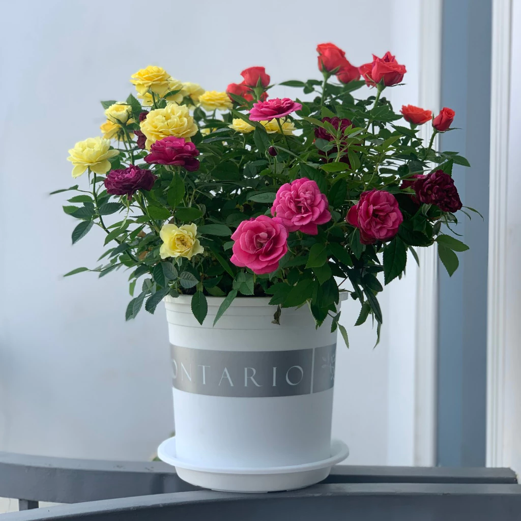 Chậu nhựa tròn trồng cây giúp không gian sống thêm xanh mát và tươi mới Chậu nhựa tròn trồng cây giúp không gian sống thêm xanh mát và tươi mới