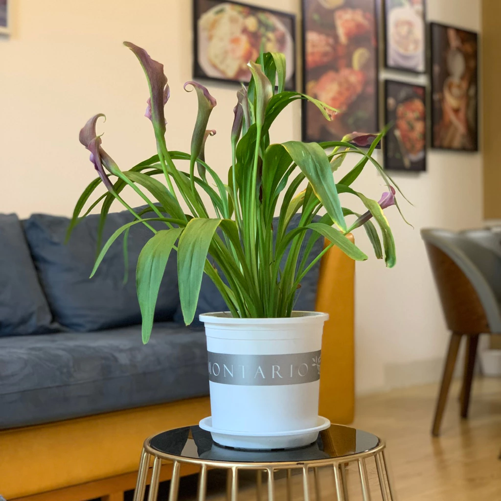 Chậu nhựa tròn trồng cây cỡ lớn lý tưởng cho việc trồng các loại cây phát triển mạnh, mang lại không gian xanh mát Chậu nhựa tròn trồng cây cỡ lớn lý tưởng cho việc trồng các loại cây phát triển mạnh, mang lại không gian xanh mát