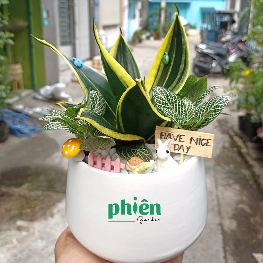 Chậu cây cảnh đẹp mix cây lưỡi hổ và cẩm nhung thu hút tài lộc Chậu cây cảnh đẹp mix cây lưỡi hổ và cẩm nhung thu hút tài lộc