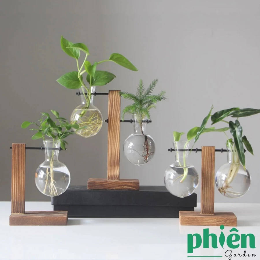 Không gian sống đẹp hơn với chậu cảnh đẹp Không gian sống đẹp hơn với chậu cảnh đẹp