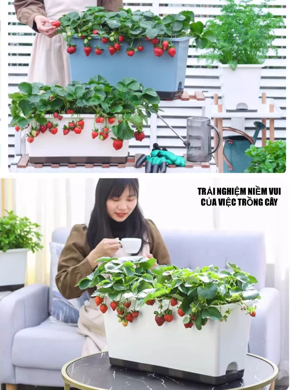 Giải pháp hoàn hảo cho người bận rộn muốn có rau sạch: chậu trồng rau thông minh Giải pháp hoàn hảo cho người bận rộn muốn có rau sạch: chậu trồng rau thông minh