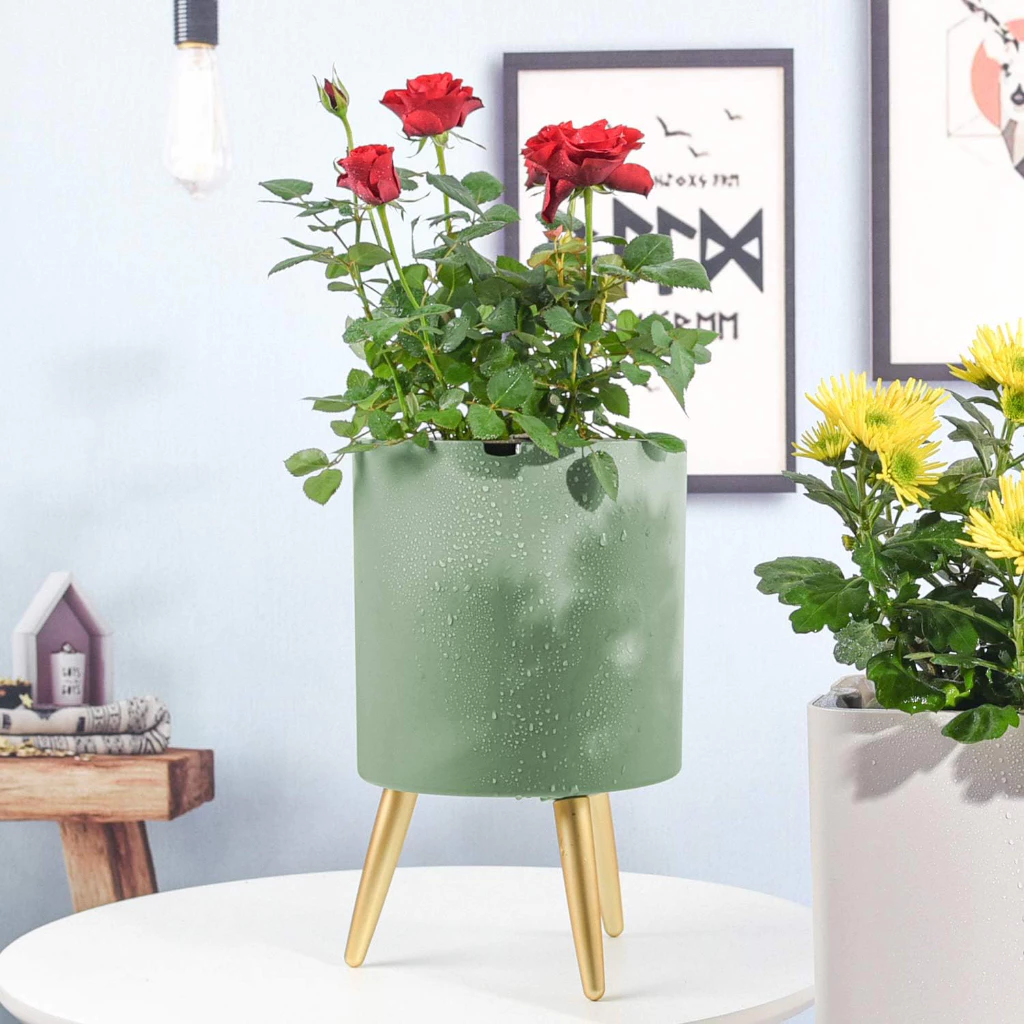 Góc nhỏ trở nên tươi mới hơn nhờ một chậu cảnh đẹp đơn giản mà tinh tế. Góc nhỏ trở nên tươi mới hơn nhờ một chậu cảnh đẹp đơn giản mà tinh tế.