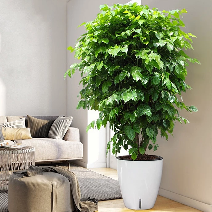 Bộ sưu tập chậu trồng cây đa dạng màu sắc và kích thước, phù hợp với mọi loại cây cảnh từ nhỏ đến lớn. Bộ sưu tập chậu trồng cây đa dạng màu sắc và kích thước, phù hợp với mọi loại cây cảnh từ nhỏ đến lớn.