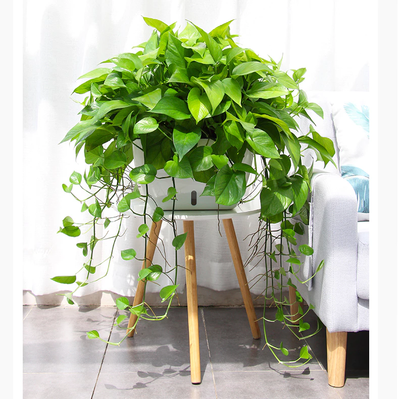 Không chỉ là nơi ươm mầm sự sống, chậu trồng cây cảnh này còn là một tác phẩm trang trí tinh tế Không chỉ là nơi ươm mầm sự sống, chậu trồng cây cảnh này còn là một tác phẩm trang trí tinh tế