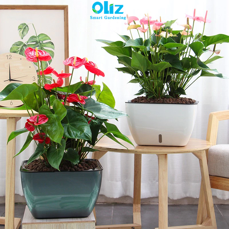 Biến hóa không gian sống với một chút xanh tươi từ chiếc chậu trồng cây cảnh xinh xắn này. Bạn thấy thế nào? Biến hóa không gian sống với một chút xanh tươi từ chiếc chậu trồng cây cảnh xinh xắn này. Bạn thấy thế nào?