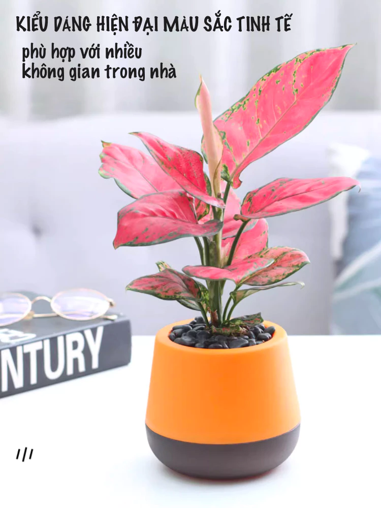 Chậu cây để bàn tự tưới giúp cây luôn xanh tốt Chậu cây để bàn tự tưới giúp cây luôn xanh tốt