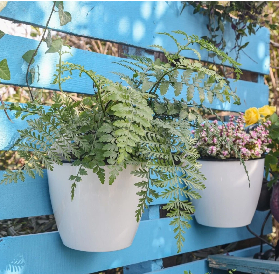 Chậu cây cảnh treo tạo điểm nhấn cho hàng rào Chậu cây cảnh treo tạo điểm nhấn cho hàng rào