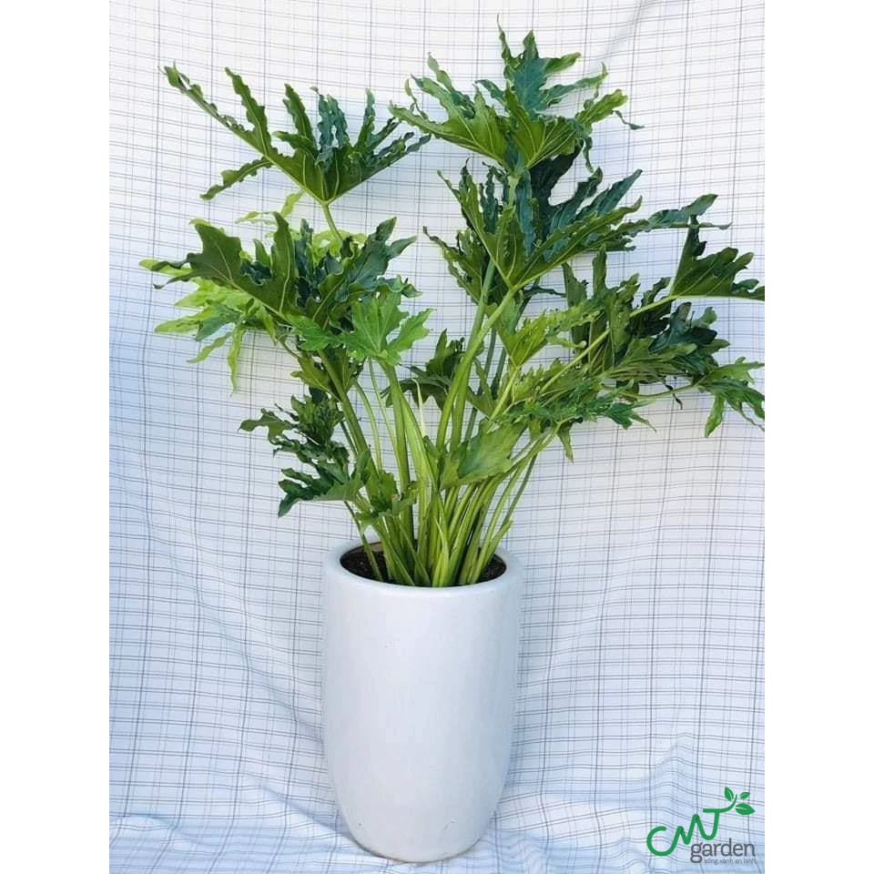 Chậu cây cảnh Trầu bà thanh xuân mang lại vượng khí cho nhà ở Chậu cây cảnh Trầu bà thanh xuân mang lại vượng khí cho nhà ở