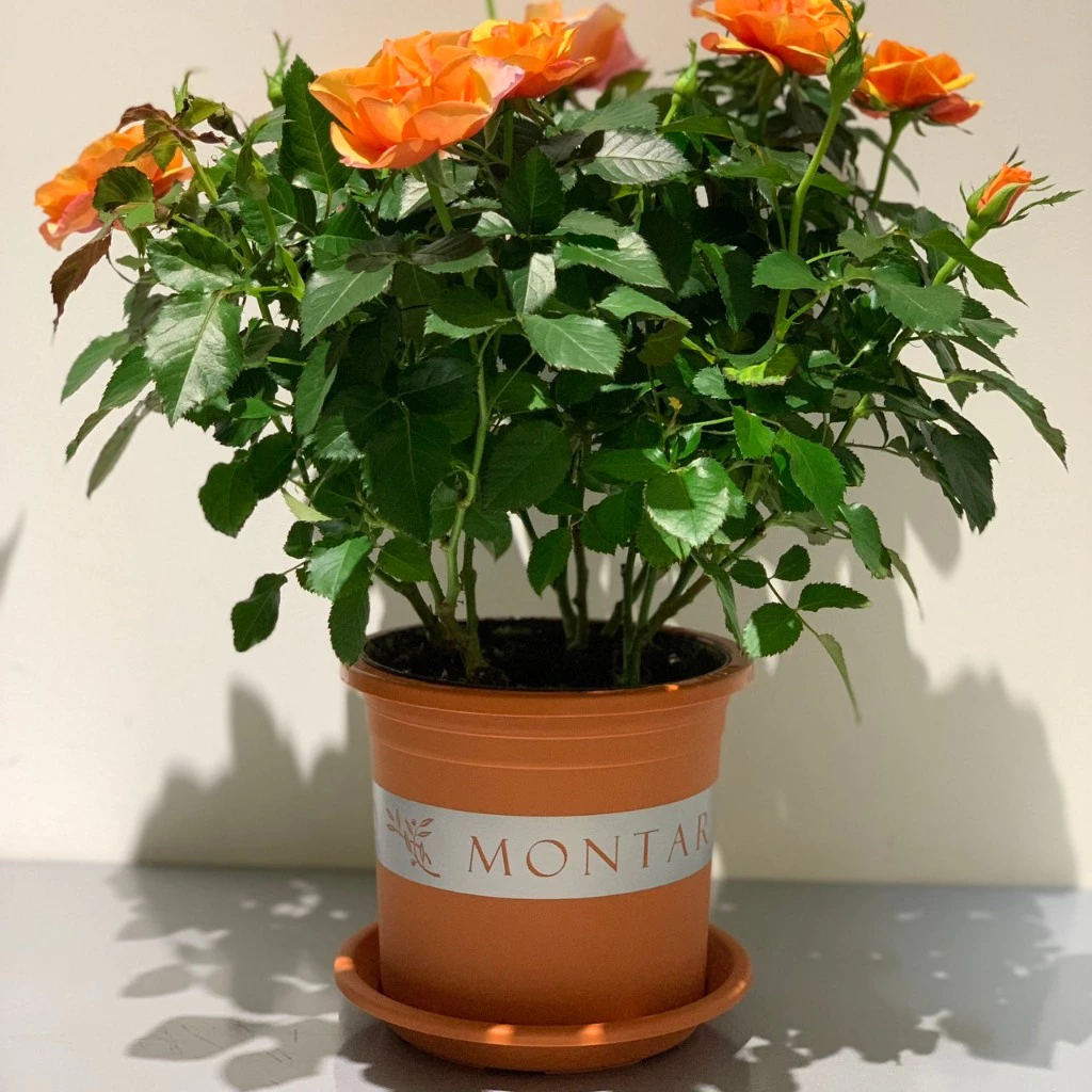 Chậu trồng cây kiểng trong phòng làm việc Chậu trồng cây kiểng trong phòng làm việc